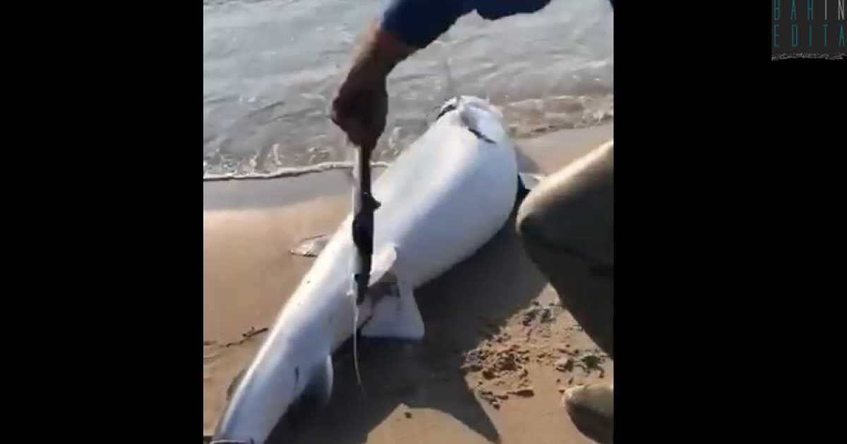 Ginosa, pescatore apre la pancia di uno squalo spiaggiato e salva 50 avannotti: il video